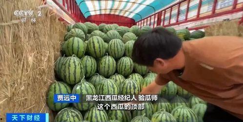 专业吃瓜2687,瓜界风云录