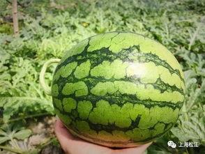 暗黑吃瓜今日热门