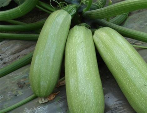 吃瓜念什么好处,揭秘日常吃瓜的五大健康益处