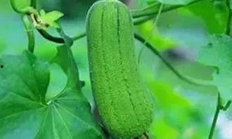 吃瓜念什么好处,揭秘日常吃瓜的五大健康益处