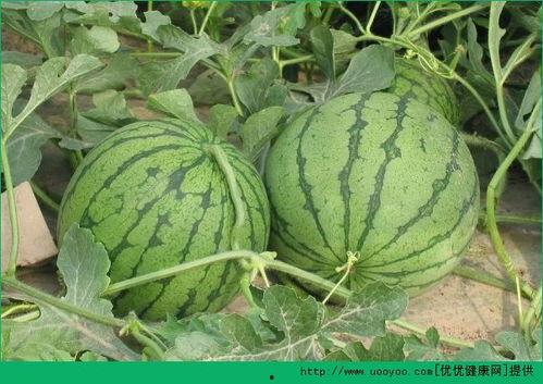 吃瓜包括什么,从娱乐八卦到生活百态的全方位解析