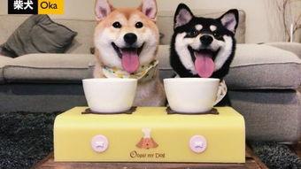 吃瓜吃狗粮的照片大全,吃瓜与狗粮的欢乐时光