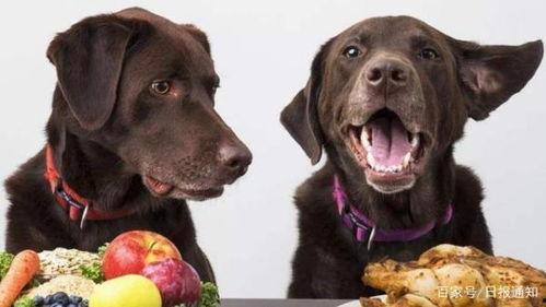 吃瓜吃狗粮的照片大全,吃瓜与狗粮的欢乐时光