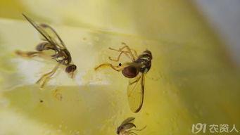 果实蝇吃瓜,揭秘瓜农的“甜蜜”烦恼
