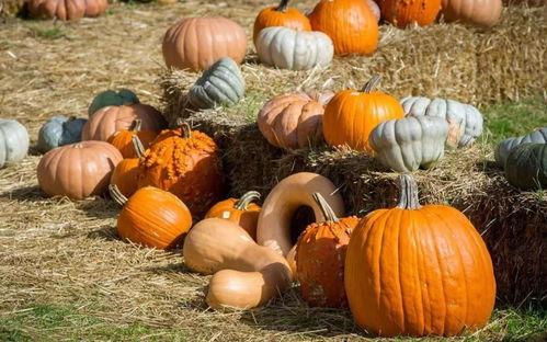 吃瓜直播缅北吃瓜,直播带你亲历“吃瓜”现场