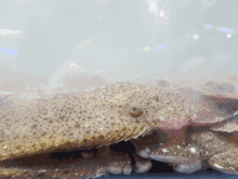 新疆章鱼吃瓜,瓜田里的美味探险记