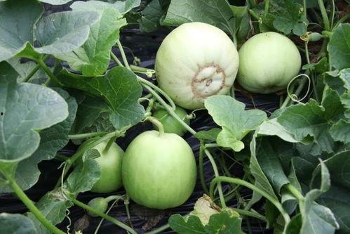 佛山婚礼吃瓜,一场别开生面的吃瓜盛宴