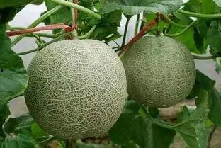 吃网纹瓜视频,视频带你一探究竟