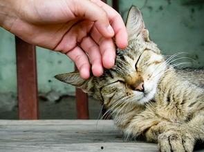 猫吃网纹瓜反应
