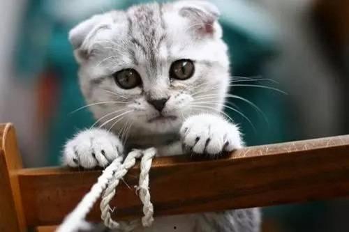 猫吃网纹瓜反应