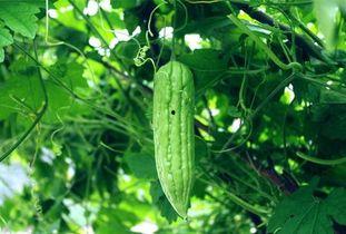 51cg吃瓜每日吃瓜必吃大瓜,每日必吃大瓜，带你领略娱乐圈风云变幻