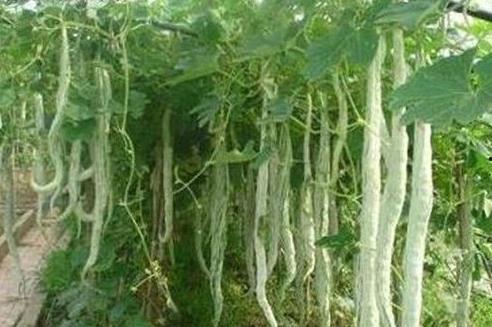 小孩吃蛇瓜好吗怎么吃,适合小孩的健康美味选择