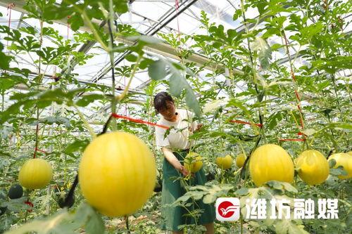 潍坊最近吃瓜事件,一场引发热议的社区冲突事件回顾