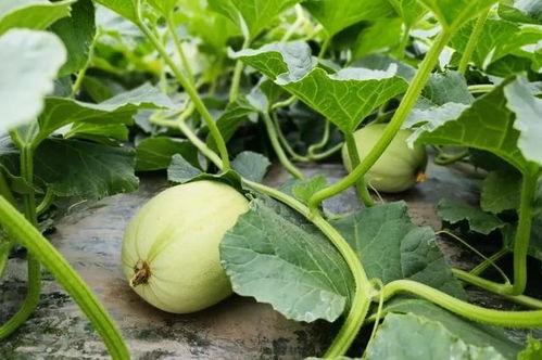 保定女子吃瓜,引发网友热议