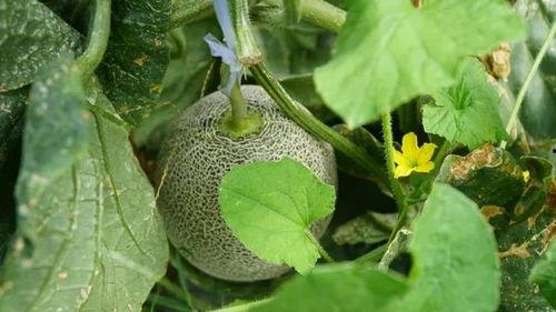 带你吃瓜楠枫,带你领略“带你吃瓜楠枫”的独特魅力