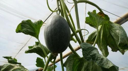 带你吃瓜楠枫,带你领略“带你吃瓜楠枫”的独特魅力