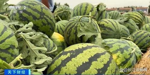 梦见从藤上搞瓜吃,藤上摘瓜的奇幻之旅