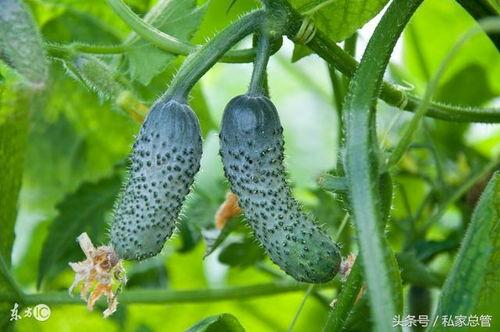 梦见从藤上搞瓜吃,藤上摘瓜的奇幻之旅