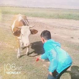 奶牛吃瓜怎么吃,揭秘奶牛吃瓜的奥秘