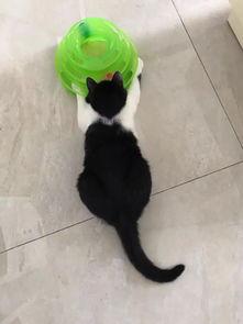 奶牛吃瓜怎么吃,揭秘奶牛吃瓜的奥秘