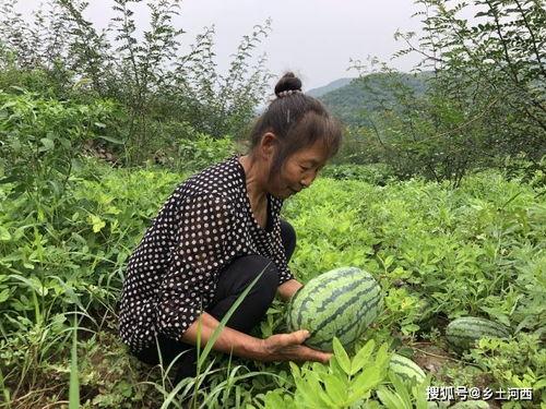 吃瓜不买瓜是什么意思,揭秘网络流行语的深层含义