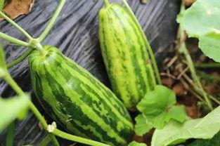 吃瓜不买瓜是什么意思,揭秘网络流行语的深层含义