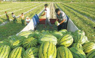 大北北吃瓜铺,揭秘娱乐圈幕后故事，带你领略明星真实生活