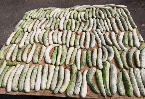 白瓢瓜怎么吃,探索家常美味新选择