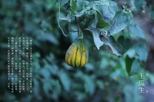 王瓜怎么吃的,解锁美味新体验