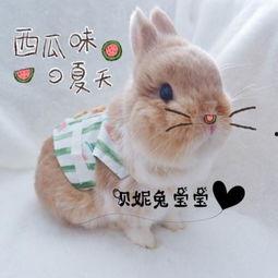 吃瓜兔情侣网名,甜蜜瓜田里的浪漫邂逅