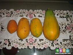 大园吃瓜视角,揭秘娱乐圈幕后风云