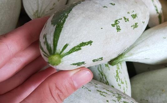 吃自家的瓜,共享丰收喜悦