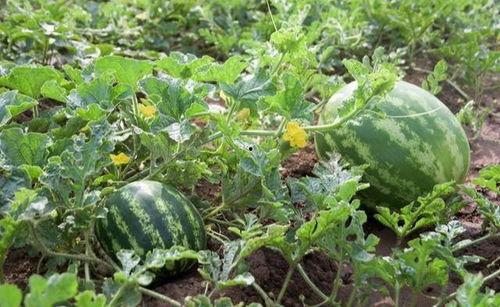 吃自家的瓜,共享丰收喜悦