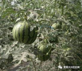 庞各庄吃瓜,一场别开生面的吃瓜盛宴