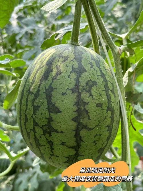 庞各庄吃瓜,一场别开生面的吃瓜盛宴