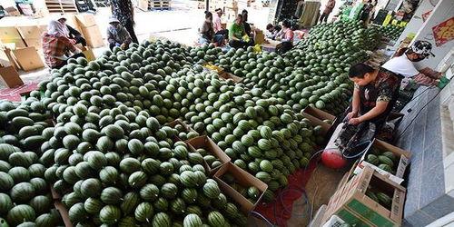 庞各庄吃瓜,一场别开生面的吃瓜盛宴