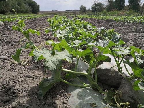 知心吃瓜,揭秘娱乐圈背后的那些事儿