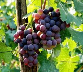 梦见吃野瓜葡萄,探寻野瓜葡萄的神秘寓意