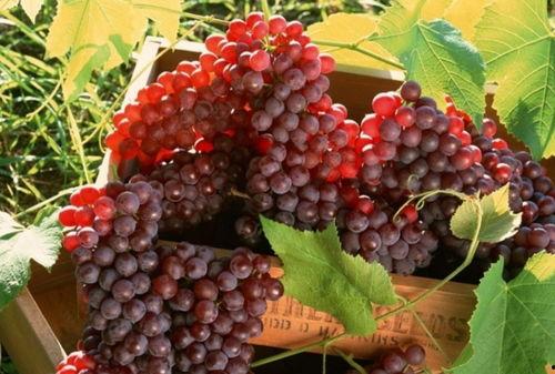 梦见吃野瓜葡萄,探寻野瓜葡萄的神秘寓意