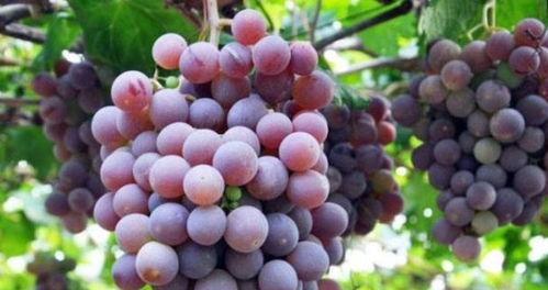 梦见吃野瓜葡萄,探寻野瓜葡萄的神秘寓意