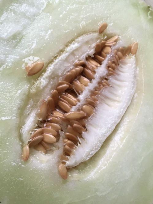 年终聚会吃瓜,欢乐时光里的趣味瞬间