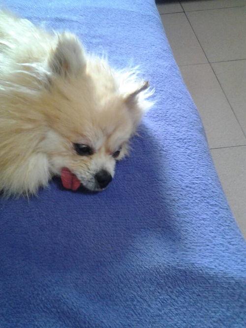 狗吃角瓜蒸着吃吗,狗能吃蒸角瓜吗？探究狗狗饮食中的健康选择